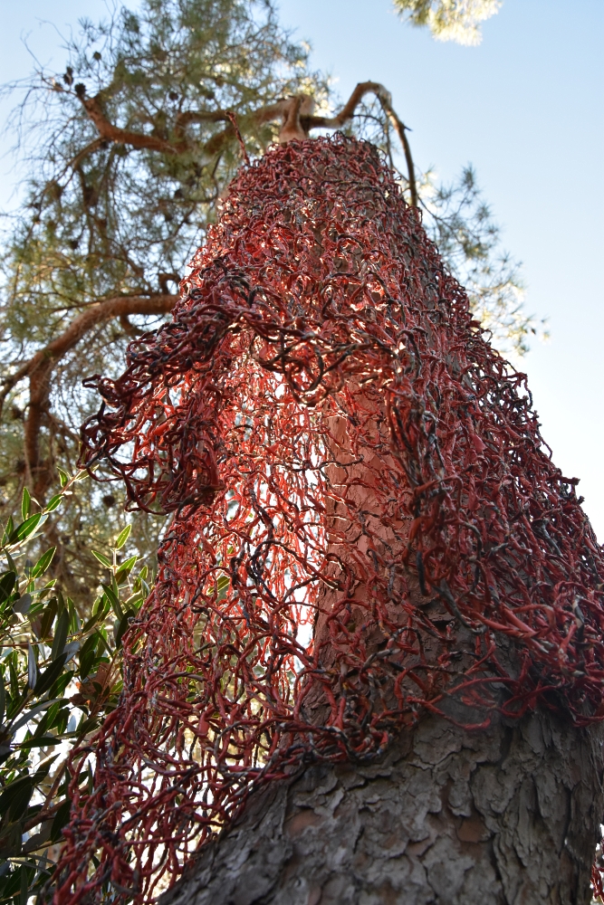 Ivano Vitali - Abito "La Rossa" installato sul pino